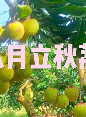 新品果树苗特晚熟马贵八月荔枝嫁接苗成熟南方果树大全盆栽地栽