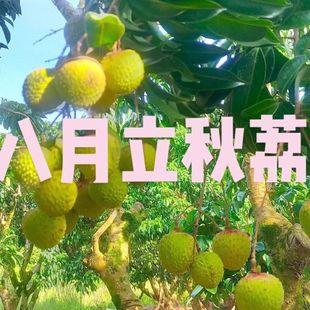 新品果树苗特晚熟马贵八月荔枝嫁接苗成熟南方果树大全盆栽地栽