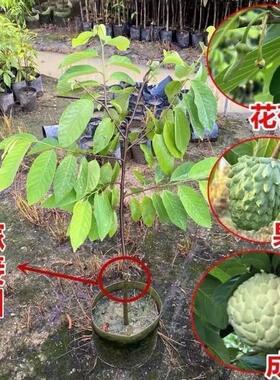 当年结果四季释迦果树苗番荔枝台湾嫁接凤梨释迦果佛头果广东发货