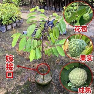 当年结果四季释迦果树苗番荔枝台湾嫁接凤梨释迦果佛头果广东发货