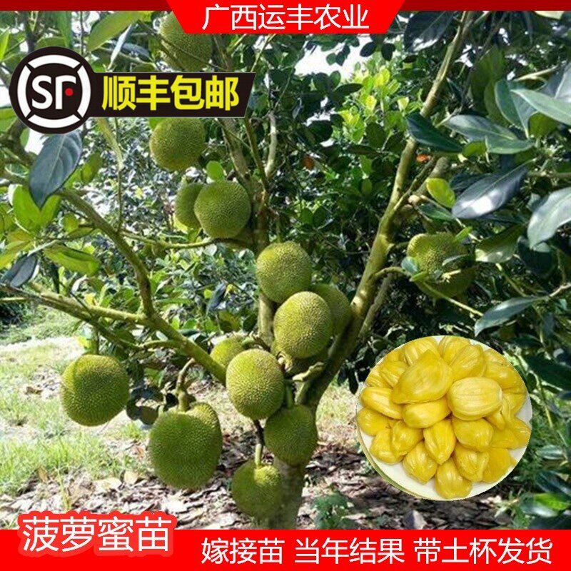 珍珠菠萝蜜苗树苗四季当年结果木菠萝嫁接果苗马一号红肉特大无胶