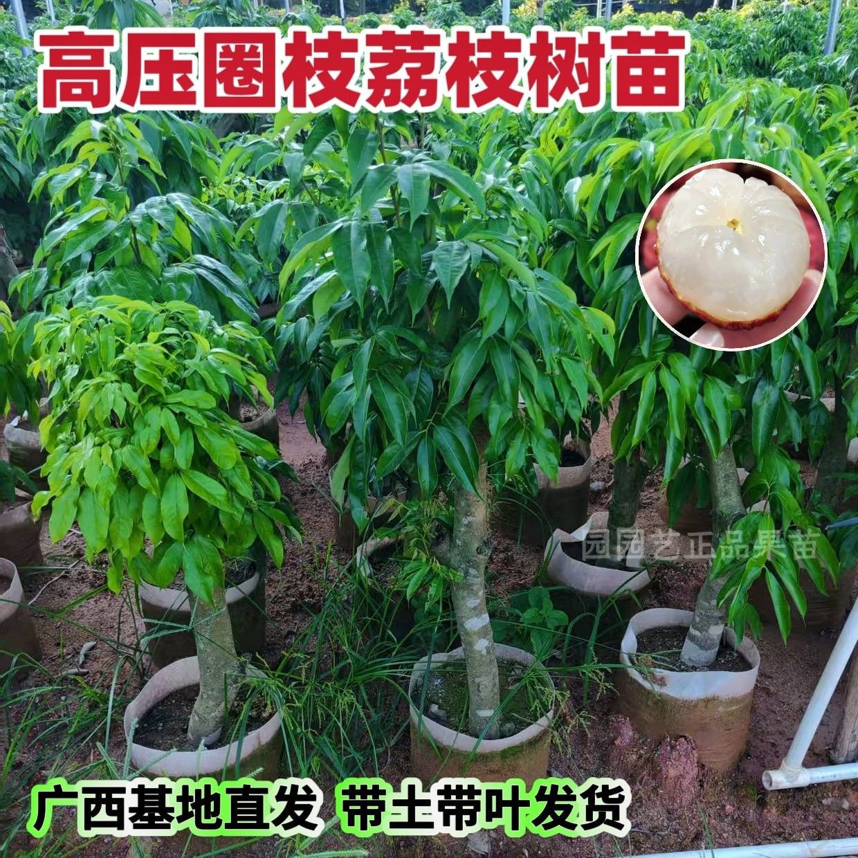 高压荔枝苗树桩荔枝树圈枝大苗妃子笑桂味仙进奉无核果树当年结果