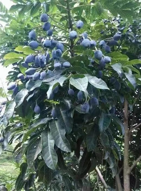 黑榄树苗 乌榄树苗 工艺榄树苗 乌榄 黑橄榄树苗