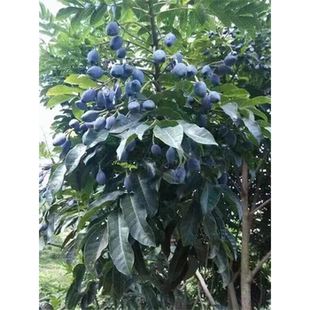 黑榄树苗 乌榄树苗 工艺榄树苗 乌榄 黑橄榄树苗
