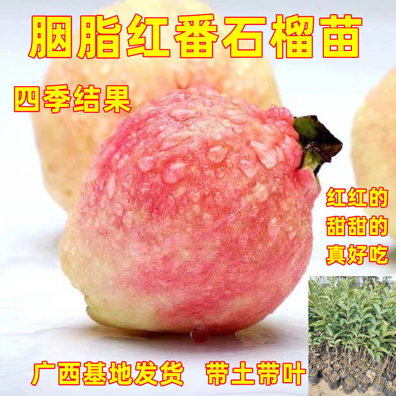 胭脂红番石榴树苗嫁接四季结果庭院阳台盆栽红心芭乐番石榴果树苗