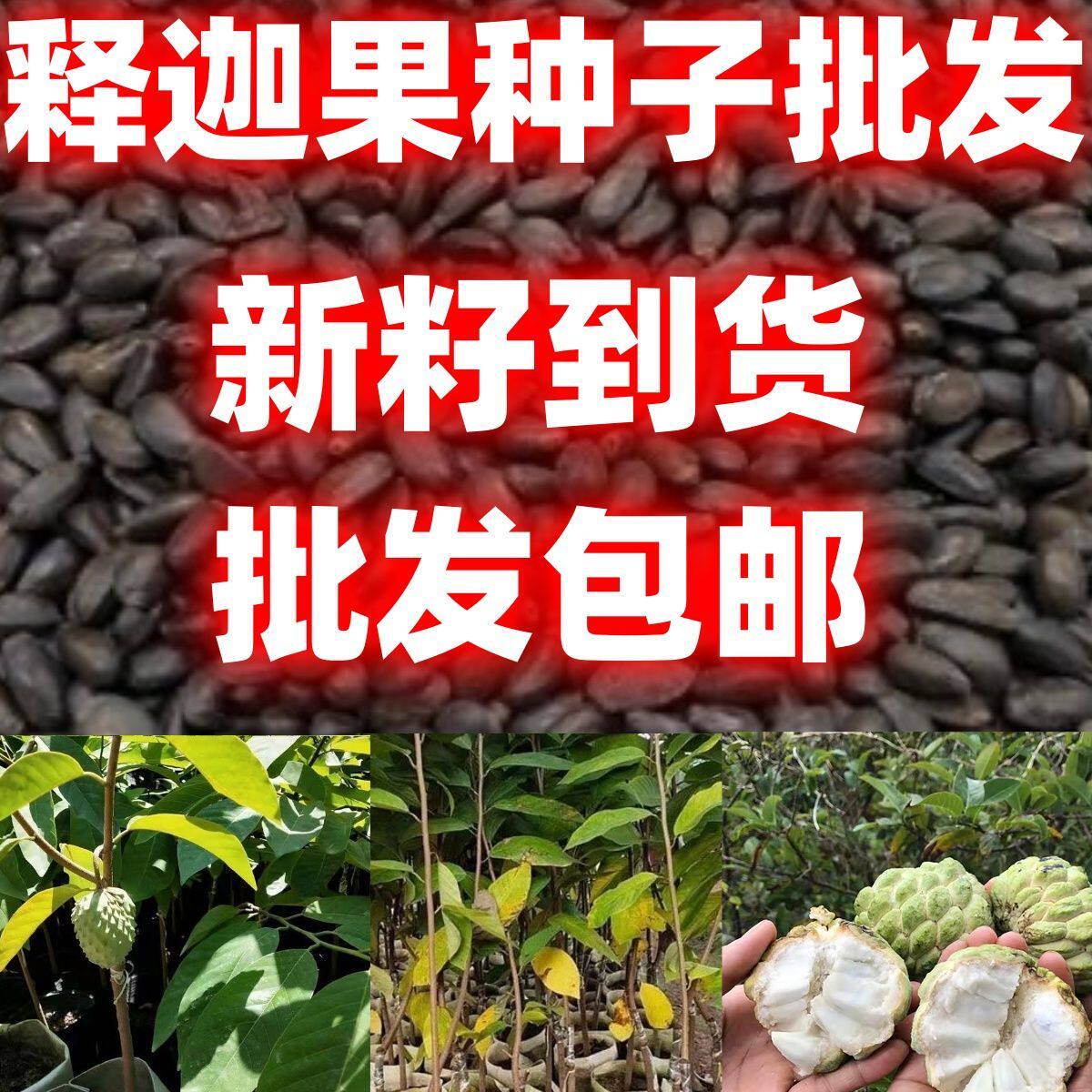 南方热带水果释迦种子番荔枝种子赖球果阳台庭院果树种子香气扑鼻