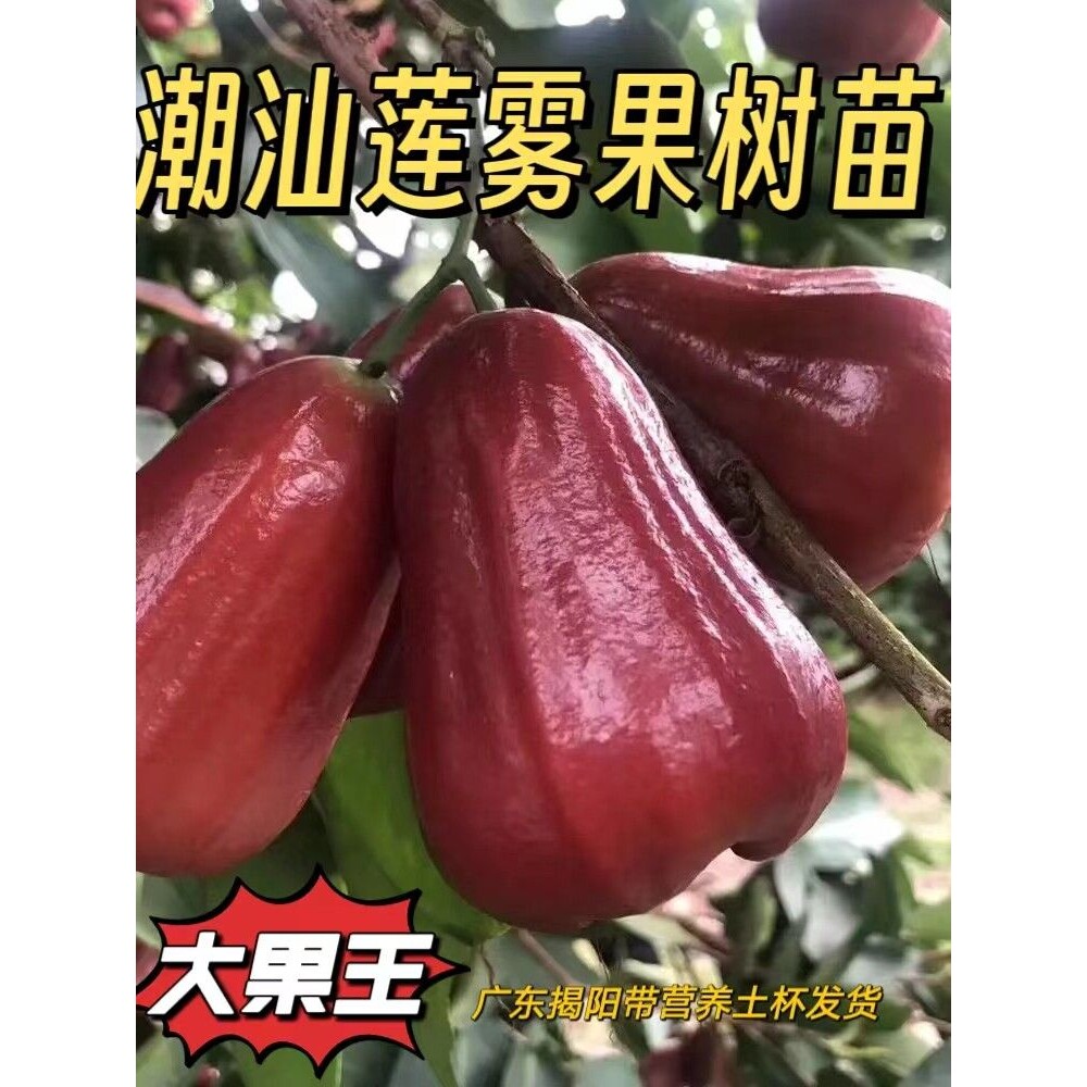 广东嫁接台湾黑糖芭比莲雾树苗黑金刚大叶红莲雾树苗庭院地栽包活