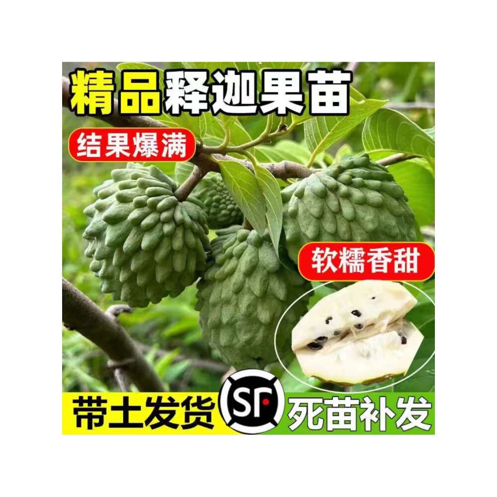 释迦果苗嫁接台湾凤梨释迦苗牛奶释迦番荔枝林檎南方果树果苗