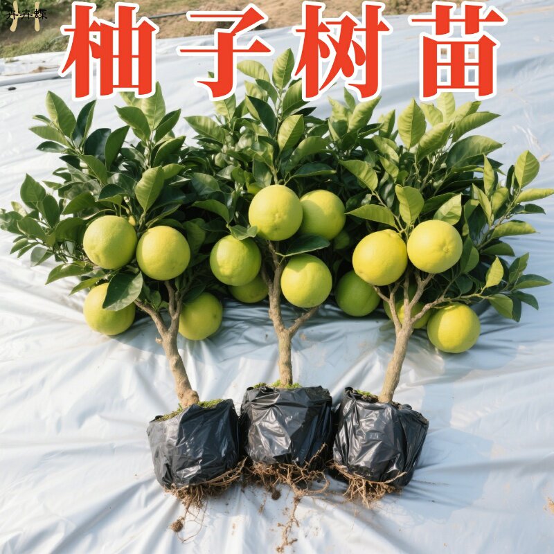 柚子树苗高产大果皮薄肉厚白心红心蜜柚沙田柚庭院四季种植水果