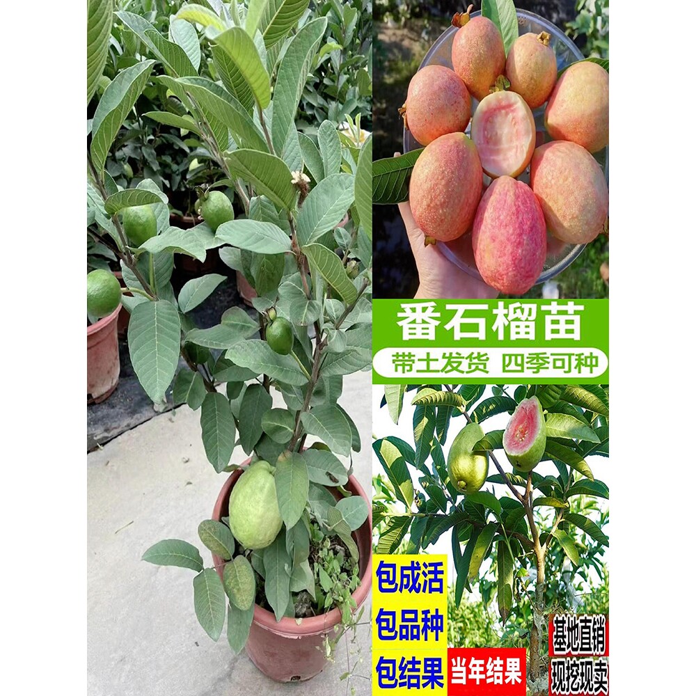 台湾西瓜番石榴胭脂红心帝王芭乐四季水果树苗正宗嫁接红宝石果苗