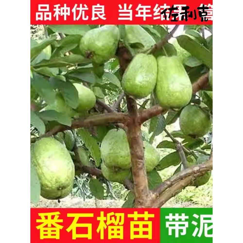 正宗嫁接番石榴苗树特大台湾珍珠番石榴白心红心芭乐四季水果树苗