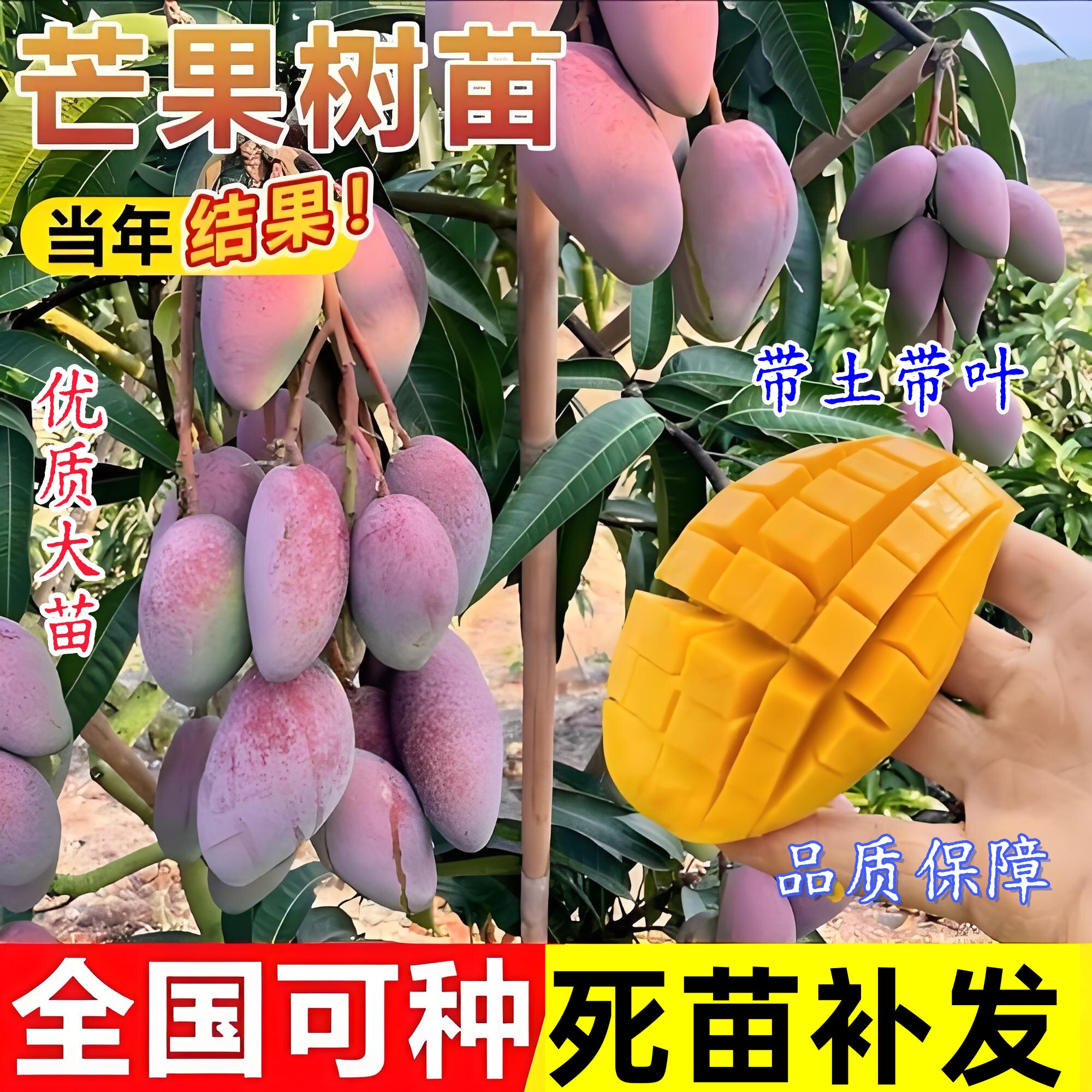 芒果树嫁接金煌芒桂七台农四季芒果树红贵妃当年结果庭院阳台盆栽