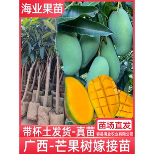 芒果苗树嫁接广西桂七芒果苗四季蜜芒金煌芒盆栽地栽南方果树带土