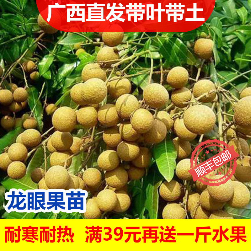 嫁接龙眼桂圆树苗石硖储良四季无核龙眼果苗南北方种植盆栽地栽苗