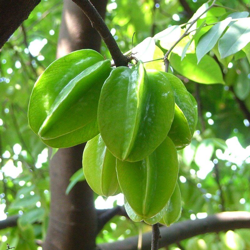 杨桃树果苗四季甜嫁接种植果树果苗南方种植盆栽地栽当年结果特大