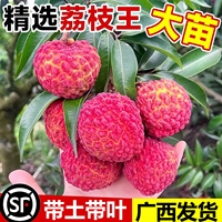 荔枝王荔枝树苗无核妃子笑冰荔嫁接阳台庭院盆栽地栽南北方大果树