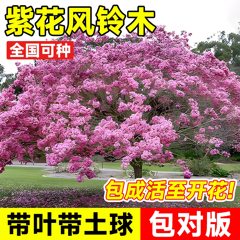 紫花黄花风铃木树苗门前造景耐寒树庭院观赏风景树苗大全绿化植物