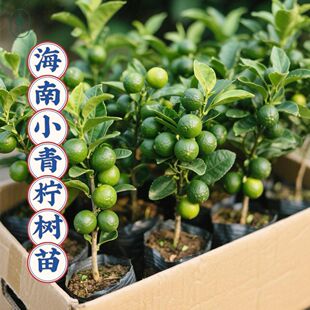 海南小青柠树苗带果香水柠檬树南方北方室内客厅金桔盆栽果树果苗