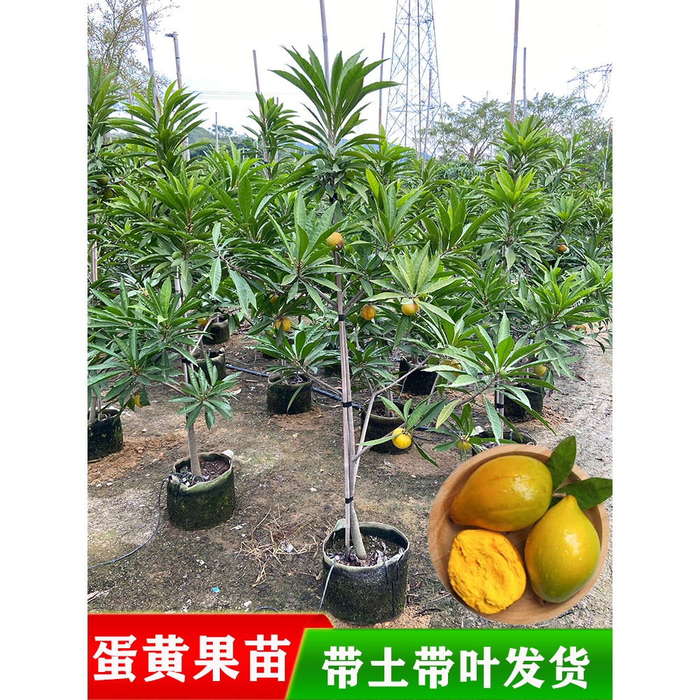 蛋黄果苗树嫁接正宗耀堂仙桃苗鸡蛋果果树苗带果四季种植当年结果