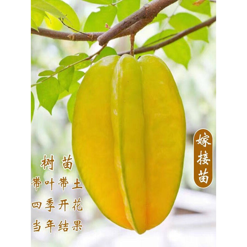 杨桃树苗嫁接台湾甜杨桃四季水果苗纯甜当年结果庭院地盆栽果树苗