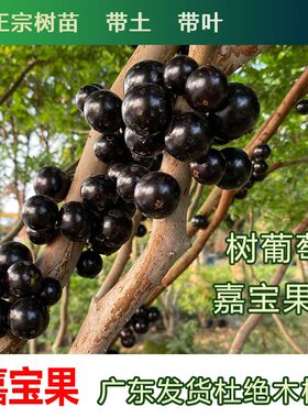 正宗台湾树葡萄嘉宝果树苗四季艾斯卡沙巴盆栽阳台庭院南北方种植