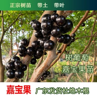 正宗台湾树葡萄嘉宝果树苗四季艾斯卡沙巴盆栽阳台庭院南北方种植