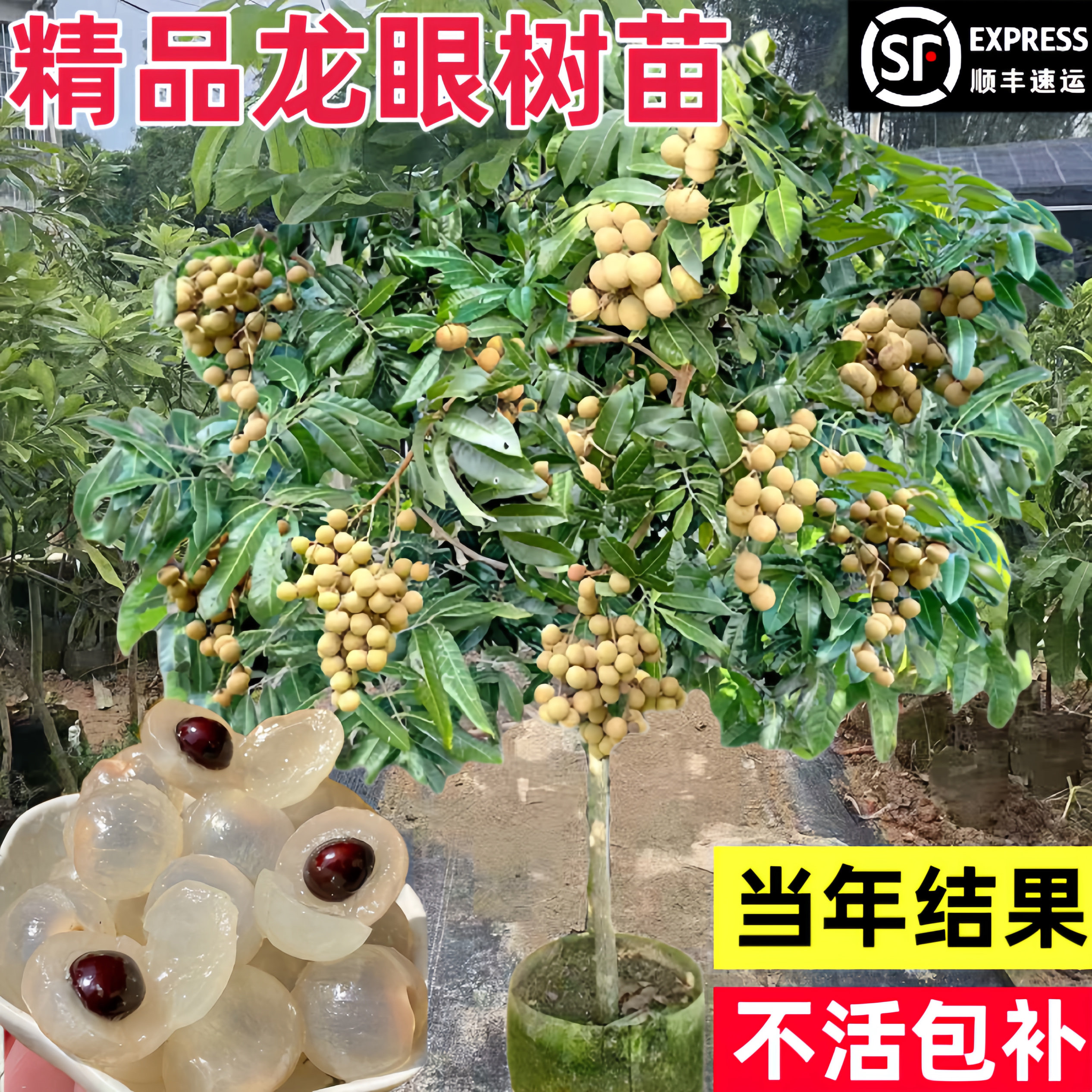 正宗嫁接龙眼树苗南北方种植地栽果树苗当年结果龙眼树苗盆栽树苗