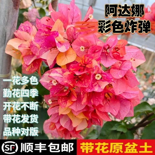 阿达娜三角梅盆栽嫁接高飘枝带花发货爬藤植物四季开花阳台庭院花