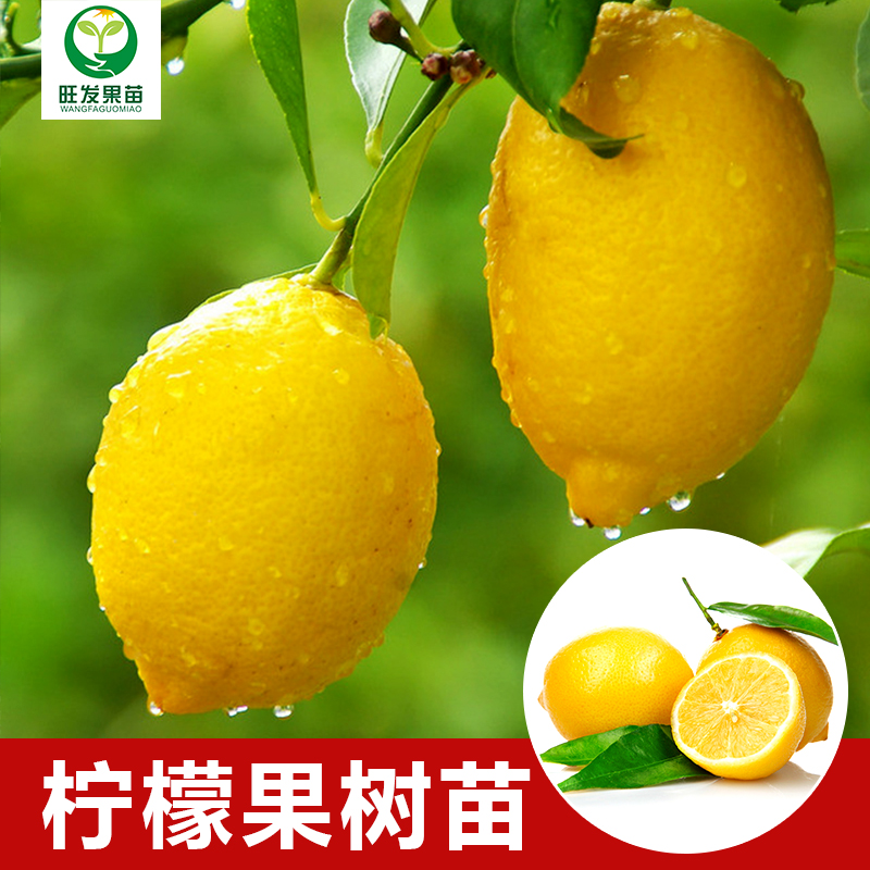 台湾四季柠檬苗香水无籽柠檬树苗尤力克柠檬果树苗北京青柠檬盆栽