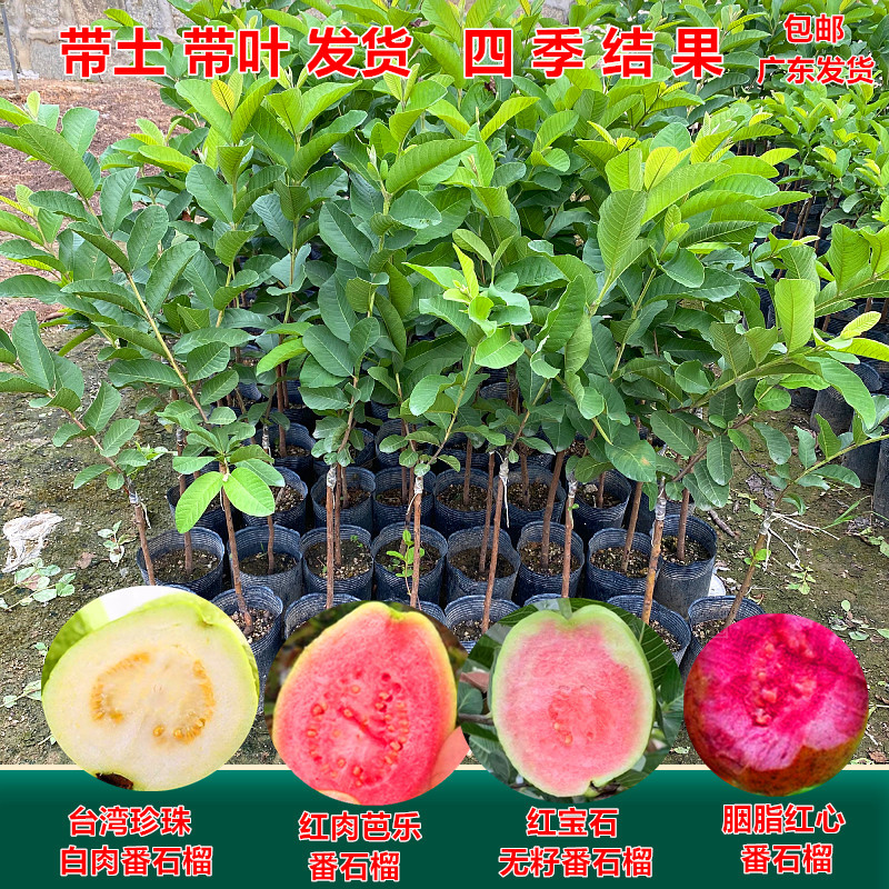 珍珠四季白肉番石榴苗红心芭乐台湾无籽红宝石番石榴果苗当年结果