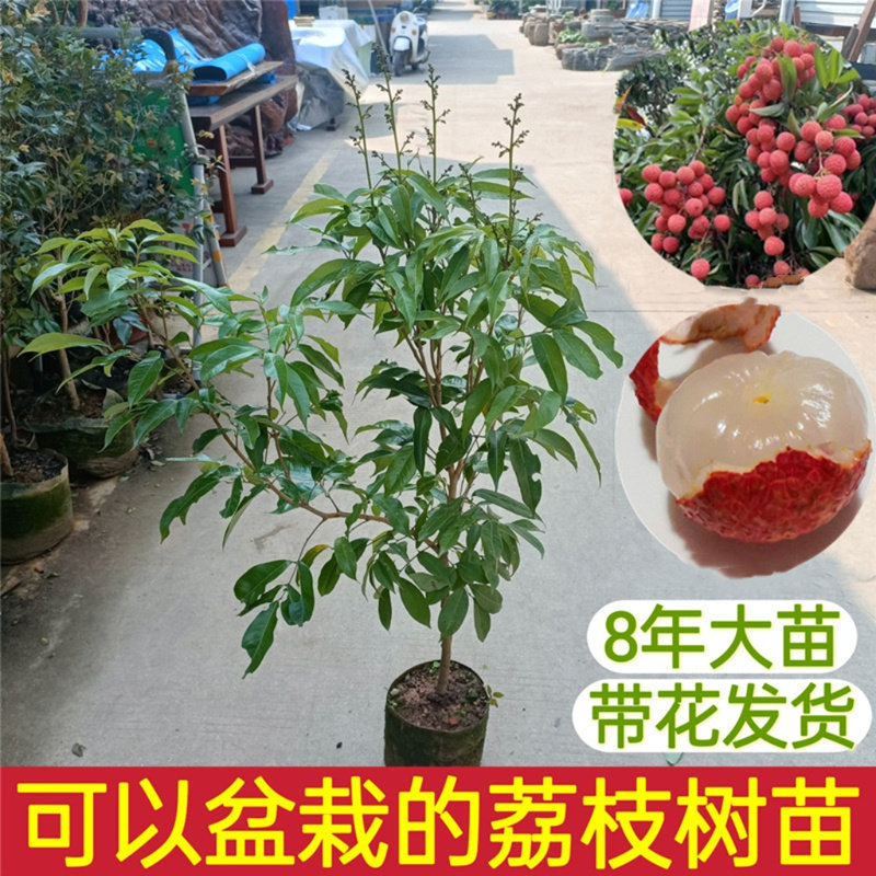 荔枝树果苗嫁接妃子笑荔枝苗桂味荔枝无核盆栽地栽南北方当年结果