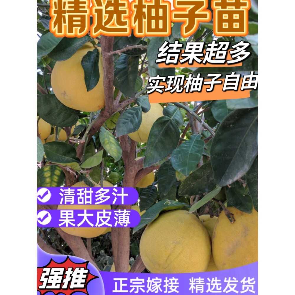 潮汕正宗嫁接沙田柚子果树苗红心蜜柚南北方种植庭院地栽盆栽绿化