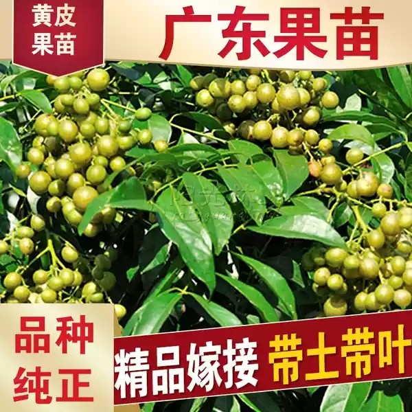黄皮苗鸡心嫁接无核黄皮苗树南方种植盆栽地栽黄皮果树苗当年结果