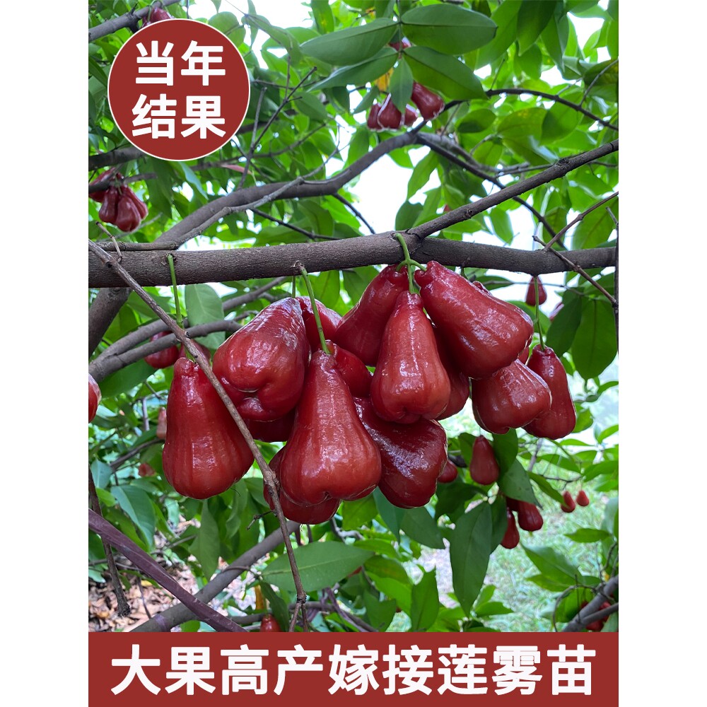 【带花苞】海南黑金刚莲雾树苗盆栽果树高产嫁接苗庭院地栽大果苗
