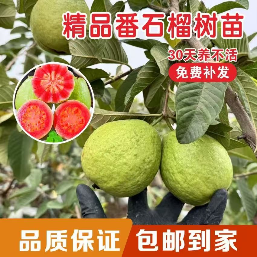 番石榴树苗嫁接西瓜红芭乐树苗阳台庭院种植带土带叶地栽当年结果