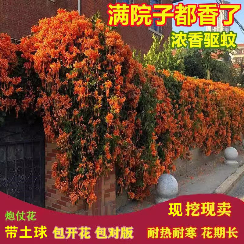 炮仗花苗爬藤植物大苗盆栽四季种植常绿垂吊庭院阳台围墙爬藤花苗