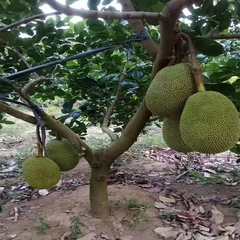 耐寒木菠萝树苗黄肉砂糖广西嫁接苗干包带土金包湿包菠萝蜜果