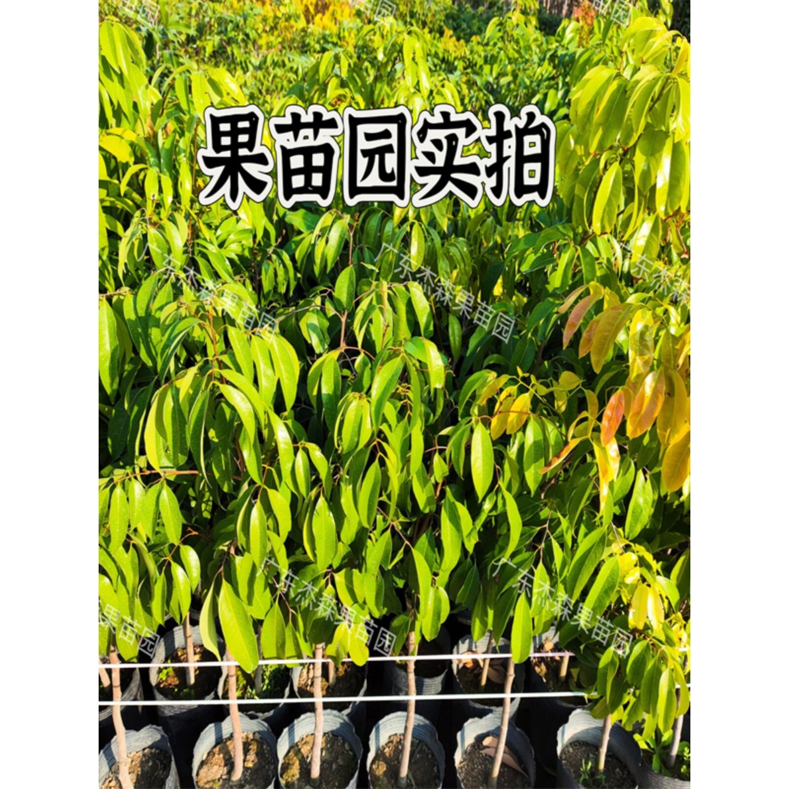 荔枝树苗嫁接桂味仙进奉无糯米滋早熟南方荔枝果苗带土带叶