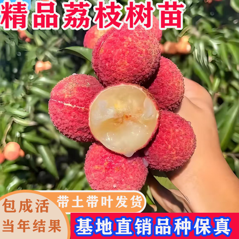 荔枝树苗嫁接无核桂味糯米糍果树盆栽妃子笑当年结果重庆发货