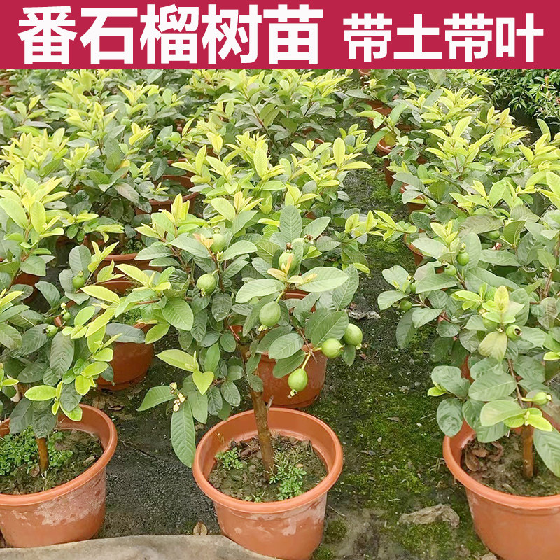 珍珠番石榴树果苗红心白心芭乐苗四季结果嫁接苗水果树苗大苗带果