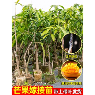 芒果树苗带土带叶金煌芒桂七芒四季蜜芒高产特大果盆栽南北方种植