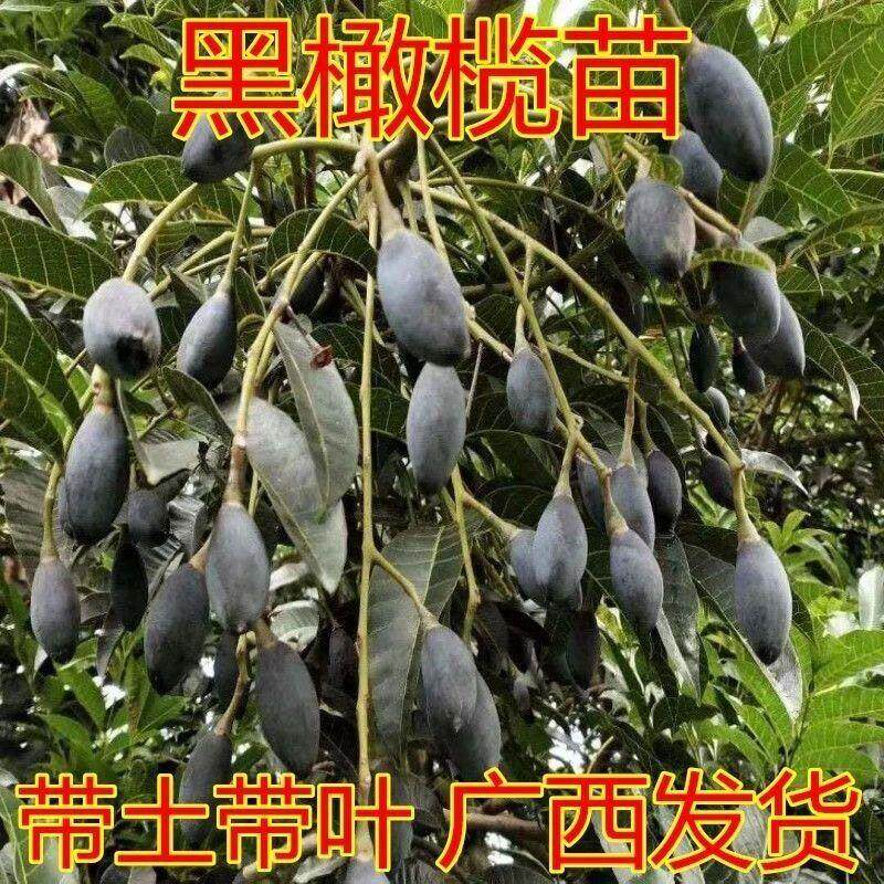 黑橄榄树苗原生乌橄榄苗直生苗果树苗盆栽地栽南北方种植带土带叶