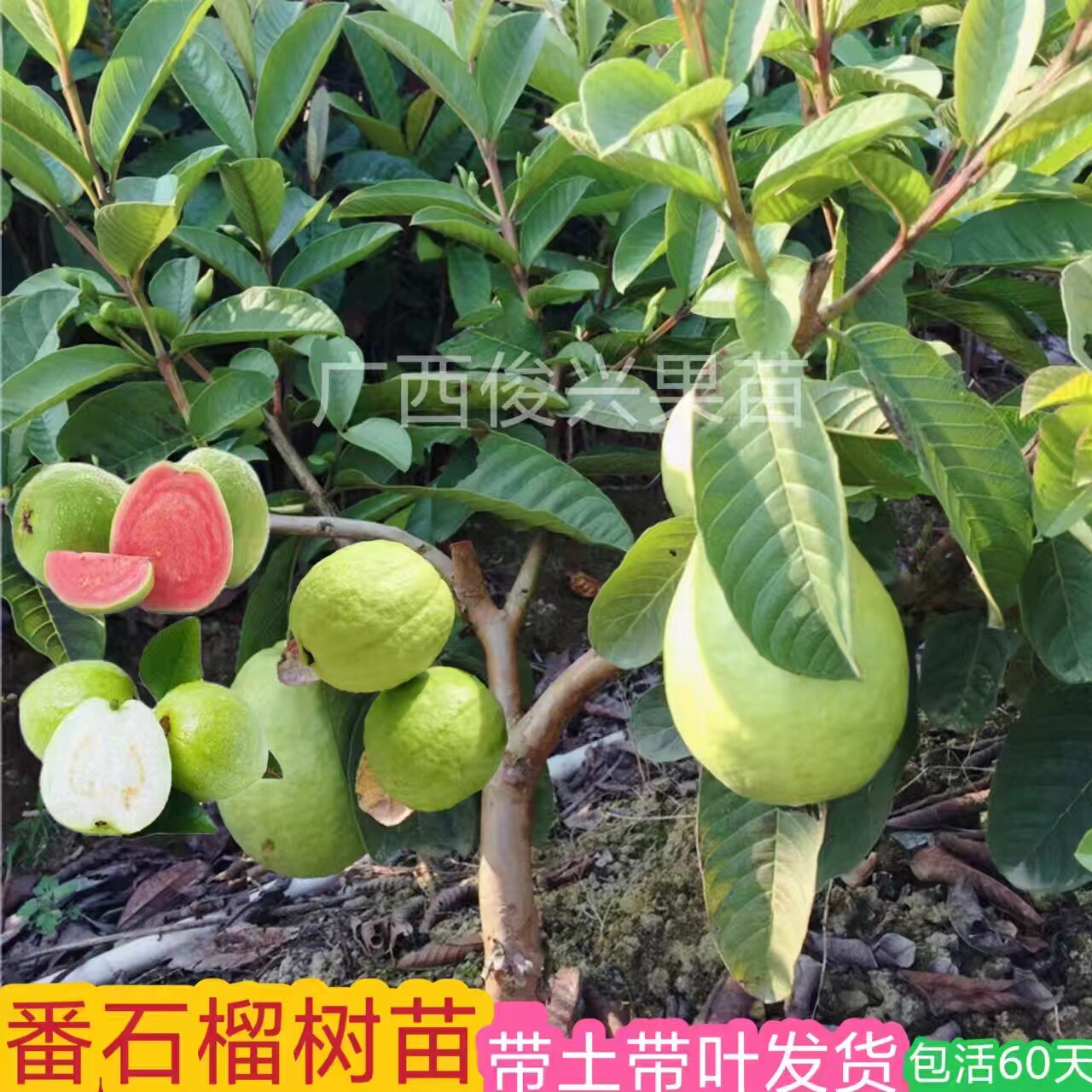 番石榴树果苗红心芭乐树苗南方种植庭院盆栽地栽四季果树当年结果