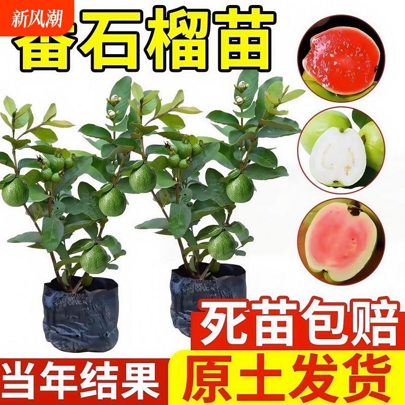 番石榴树苗芭乐红心果树果苗嫁接南北方种植庭院盆栽地栽四季果树