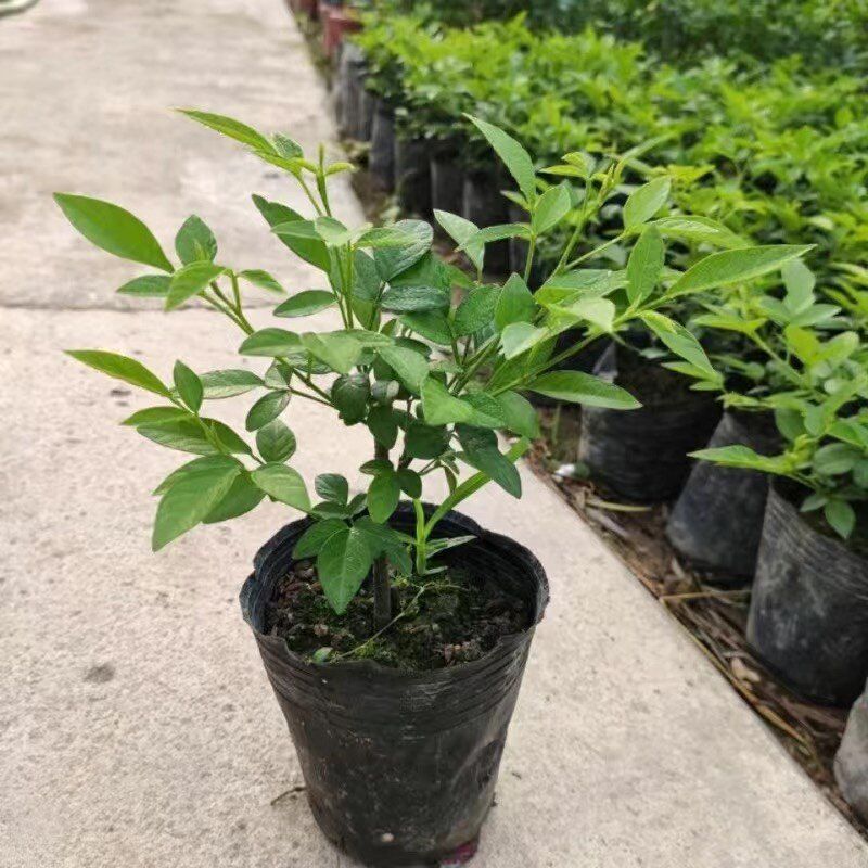 潮汕仙草盆栽抹草苗仙草苗潮汕喜事绿植吉祥植物花卉包邮带原土盆