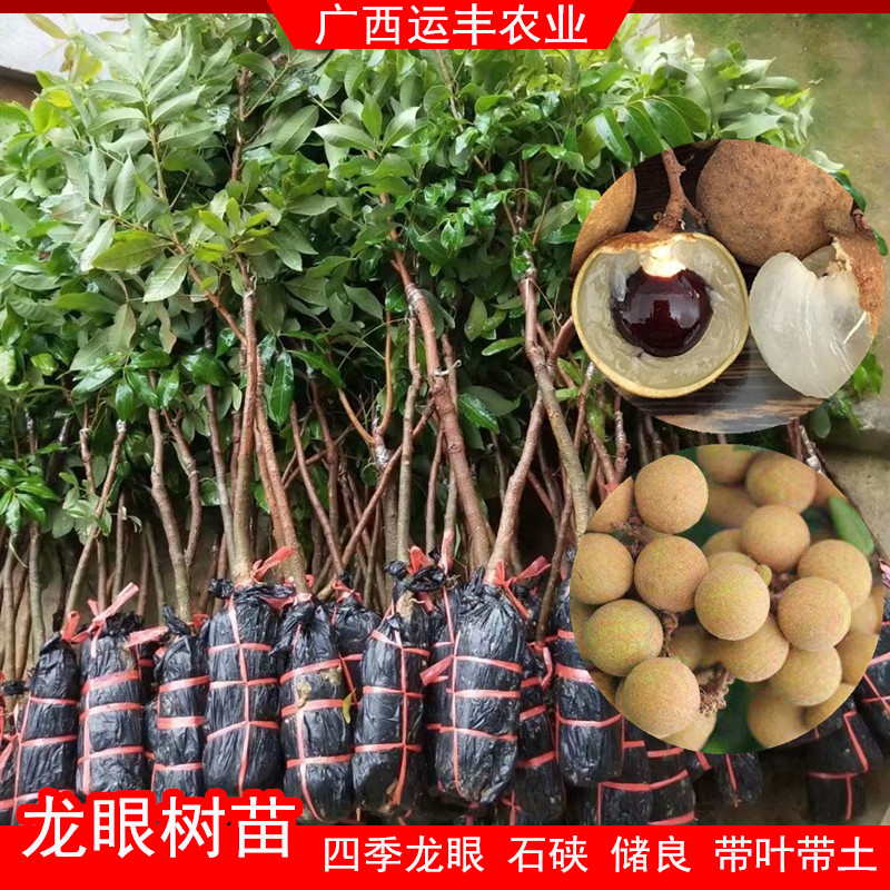 桂圆龙眼树苗特大石硖储良四季嫁接果苗当年结果盆栽阳台南方种植