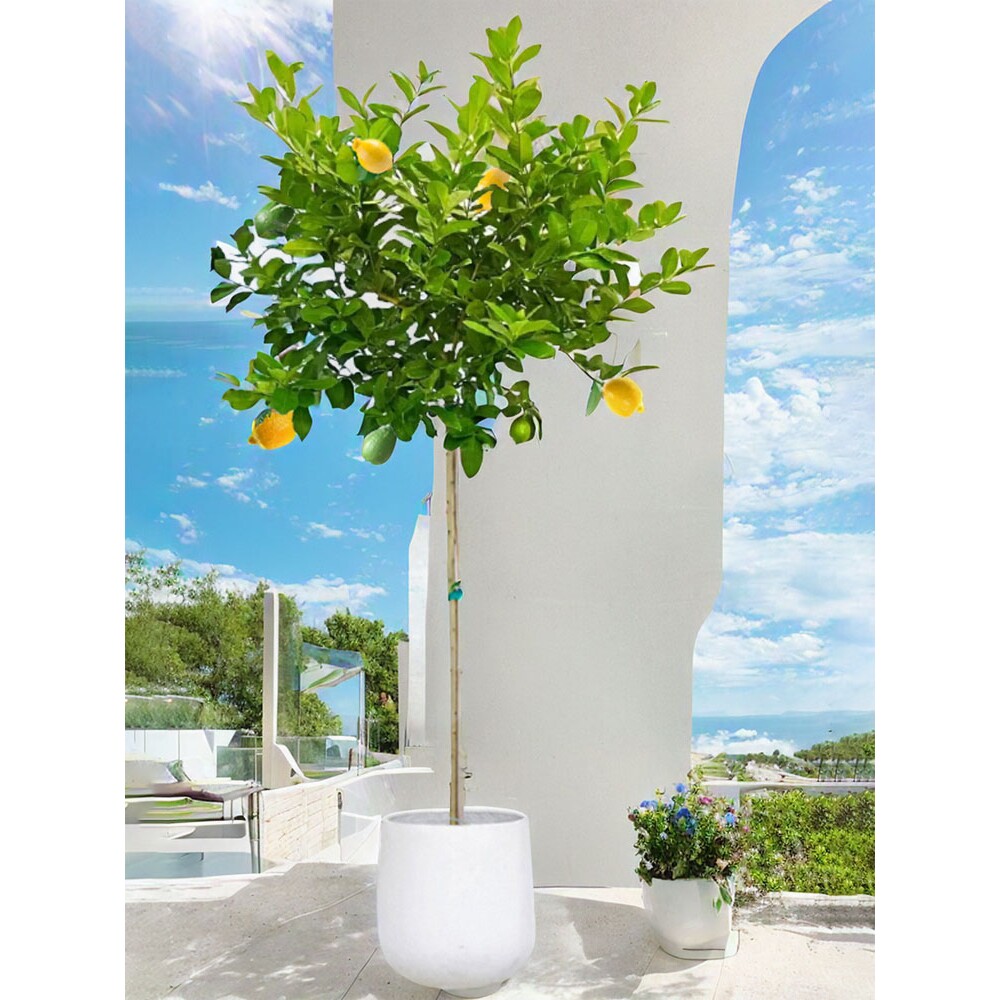 带果柠檬树盆栽可食用棒棒糖老桩大型挂果四季香水黄色柠檬树庭院