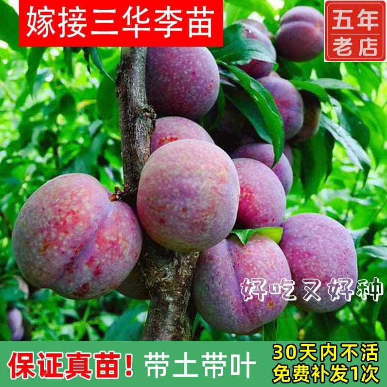 正宗钱排银妃三华李子树苗嫁接水果苗红心早熟李子苗蜂糖李子树苗