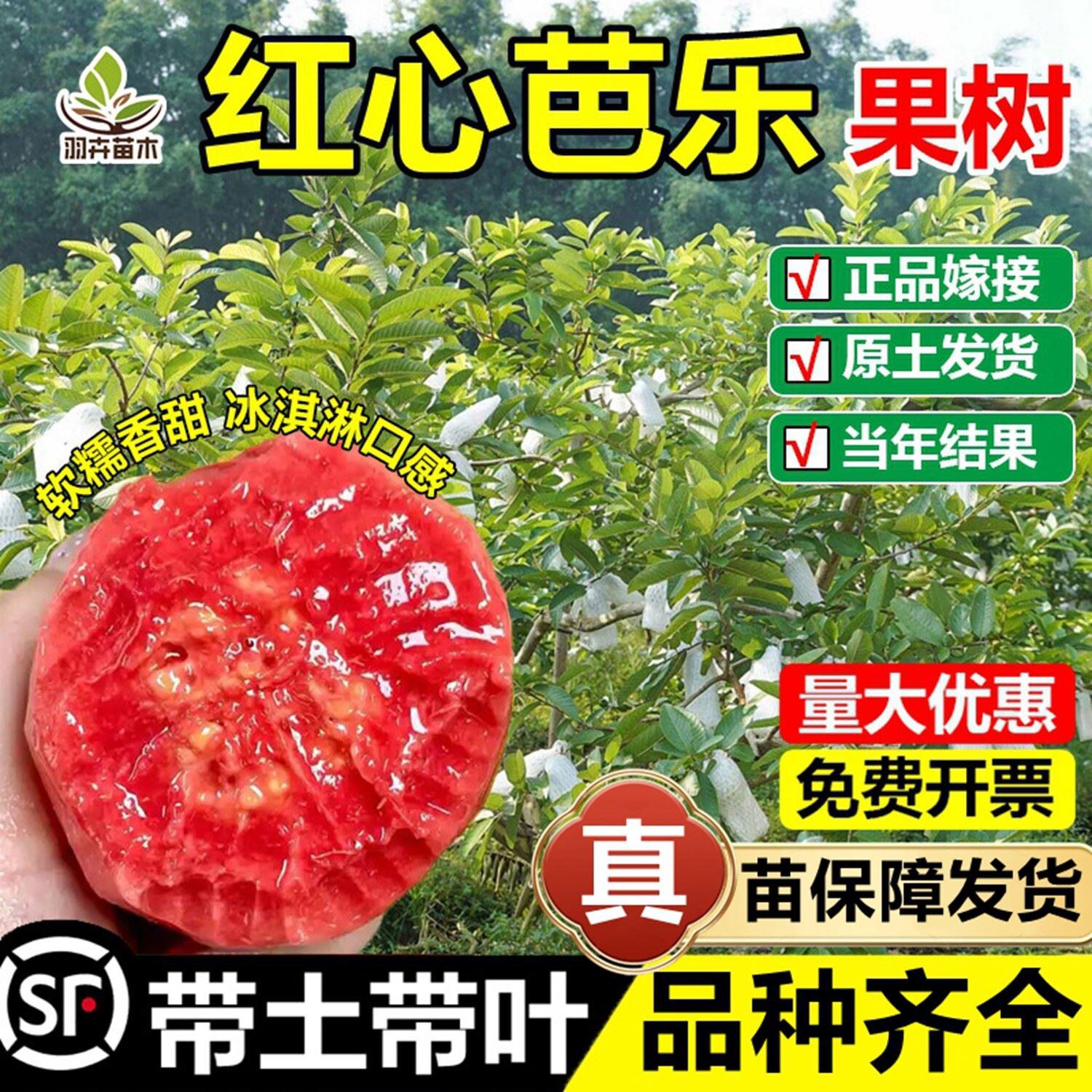 红心芭乐嫁接果树苗奶油胭脂红番石榴苗软糯香甜盆栽地栽当年结果