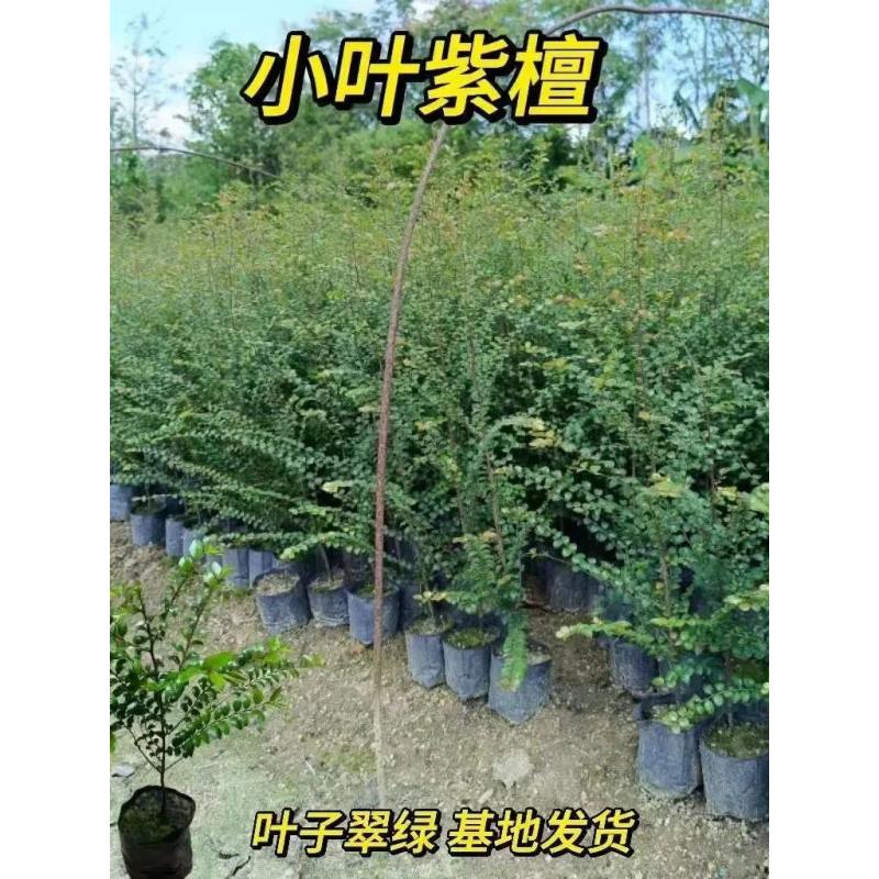 小叶紫檀树苗正宗名贵苗木高档室内外盆栽观赏植物四季常青